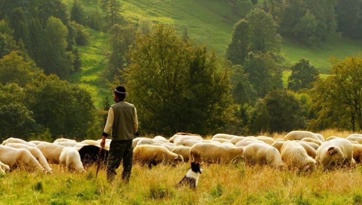 Bingöl’de 15 bin lira maaşla çoban aranıyor