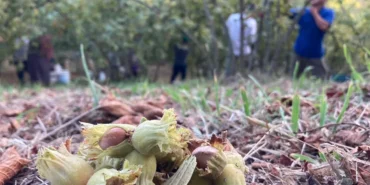 findik-ureticisinden-sitem-uretmekten-vazgececegiz-1726387495-357_large.webp