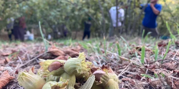 Fındık üreticisinden sitem! Üretmekten vazgeçeceğiz