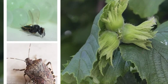 Kahverengi kokarca ile mücadele için Samuray arıları salındı