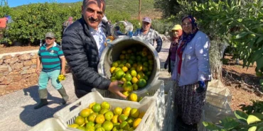 satsuma-mandalinanin-hasat-ve-ihracat-zamani-1635064140-704_large.webp