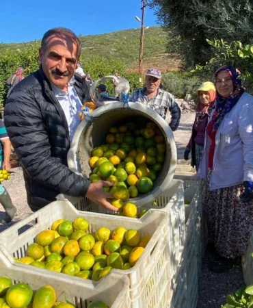 satsuma-mandalinanin-hasat-ve-ihracat-zamani-1635064140-704_large.webp