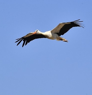 izmir-dogal-yasam-parki-yaban-hayatin-sakinlerine-sifa-dagitiyor