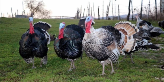 Hindi Eti Mutlu Ediyor!