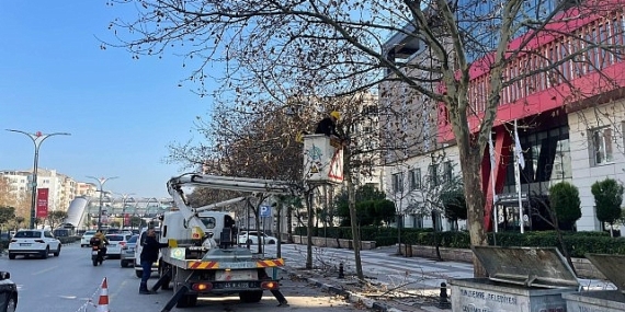 Mimar Sinan Bulvarı’ndaki Çınar Ağaçlarına Kış Bakımı