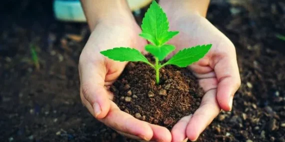 OGM, 500 milyon fidanı toprakla buluşturdu