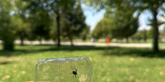 Adıyaman’da korkutan kene görüntülendi