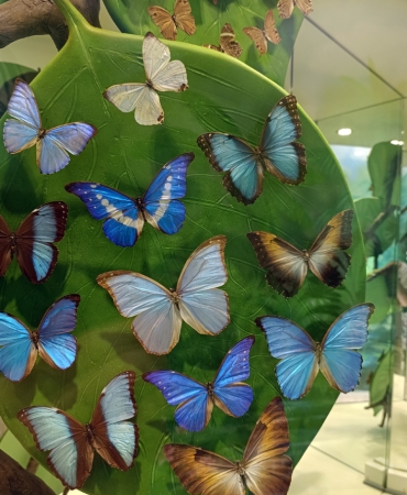 konyatropikal-7-1756037516-215-x750