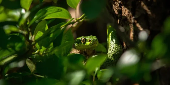 Rüyada Ağaçta Gizlenen Yılan Görmek Neye İşaret Eder?