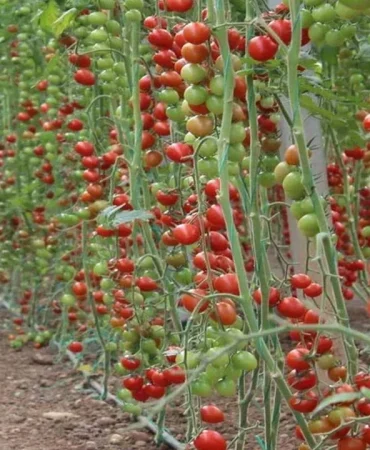 samet222-kopya-kopya-kopya-kopya-94