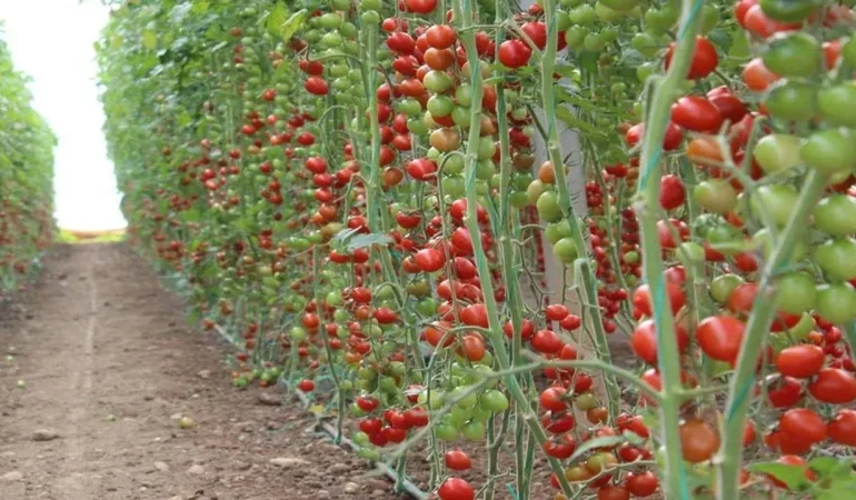 samet222-kopya-kopya-kopya-kopya-94