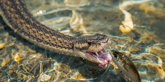 Rüyada Yılanın Avlanması Ne Anlama Gelir?