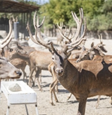iyilesen-kizil-geyik-pasa-yeni-yuvasinda