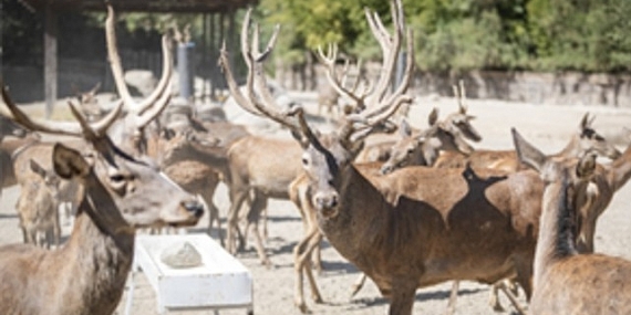 İyileşen kızıl geyik Paşa yeni yuvasında