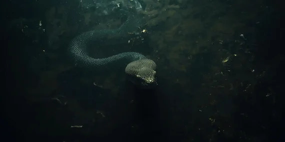 Rüyada Kirli Suyun İçinde Yılan Görmek Ne Anlama Gelir?