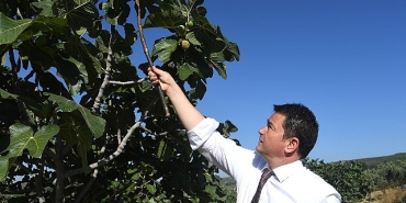 osmangaziden-dunyaya-acilan-lezzet-bursa-siyah-inciri