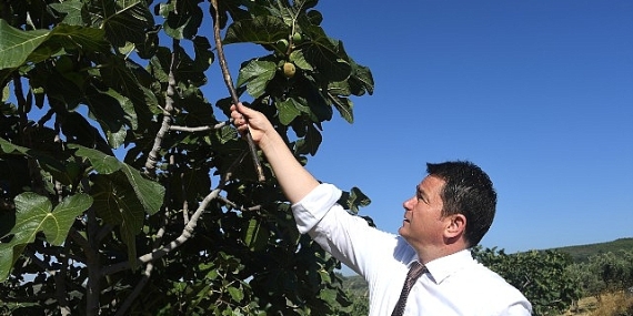 Osmangazi’den dünyaya açılan lezzet “Bursa Siyah İnciri”