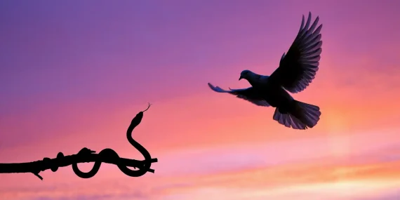 Rüyada Güvercin ve Yılan Görmek Ne Anlatıyor?