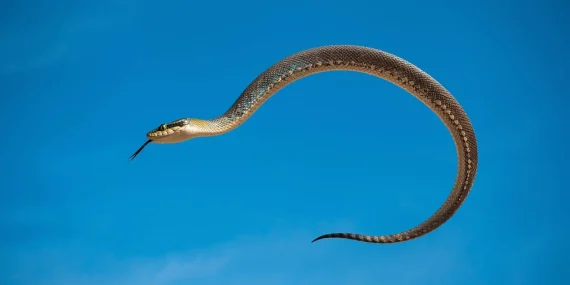 Rüyada Uçan Yılan Yakalamak Ne Anlatıyor?