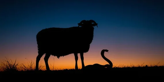 Rüyada Koyun ve Yılan Görmek Ne Anlatıyor?