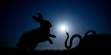 tavsan-yilan-ruya (3)