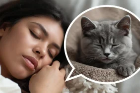 Rüyada-Yavru-British-Kedi (4)