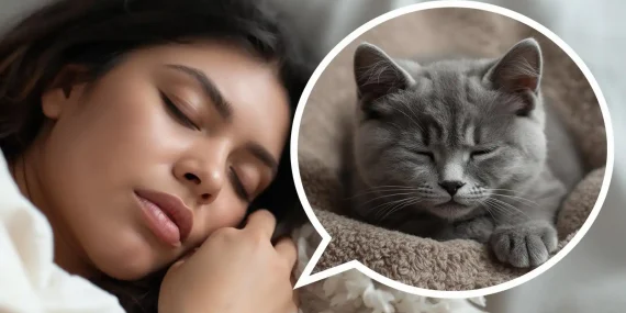 Rüyada Yavru British Kedi Görmek Ne Anlama Gelir?