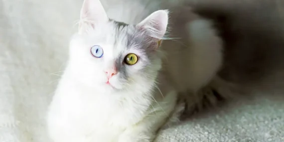 Rüyada Ankara Kedisi Görmek Ne Anlama Gelir?