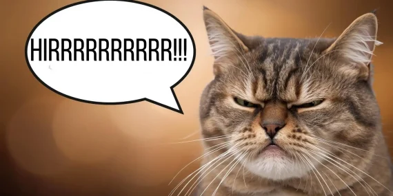 Rüyada Hırlayan Kedi Görmek Ne Anlama Gelir?