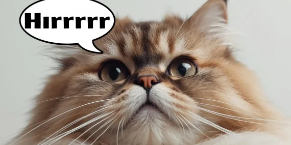 Rüyada Kedi Hırlaması Görmek Ne Anlama Gelir?