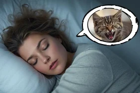 kuduz-yavru-kedi (3)