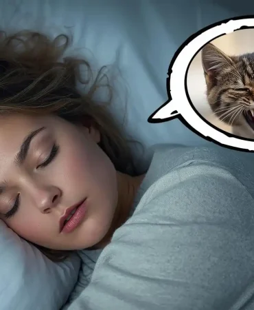 kuduz-yavru-kedi (3)