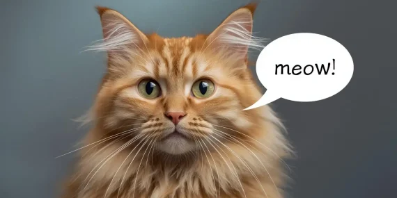 Rüyada Kedi Sesi Duymak Ne Anlama Gelir?