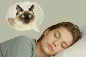 ruyada-siyam-kedisi (2)