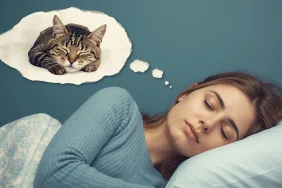 ruyada-tekir-kedi (2)