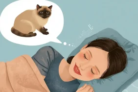 scottish-fold-kedi (3)