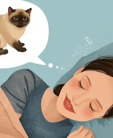 scottish-fold-kedi (3)