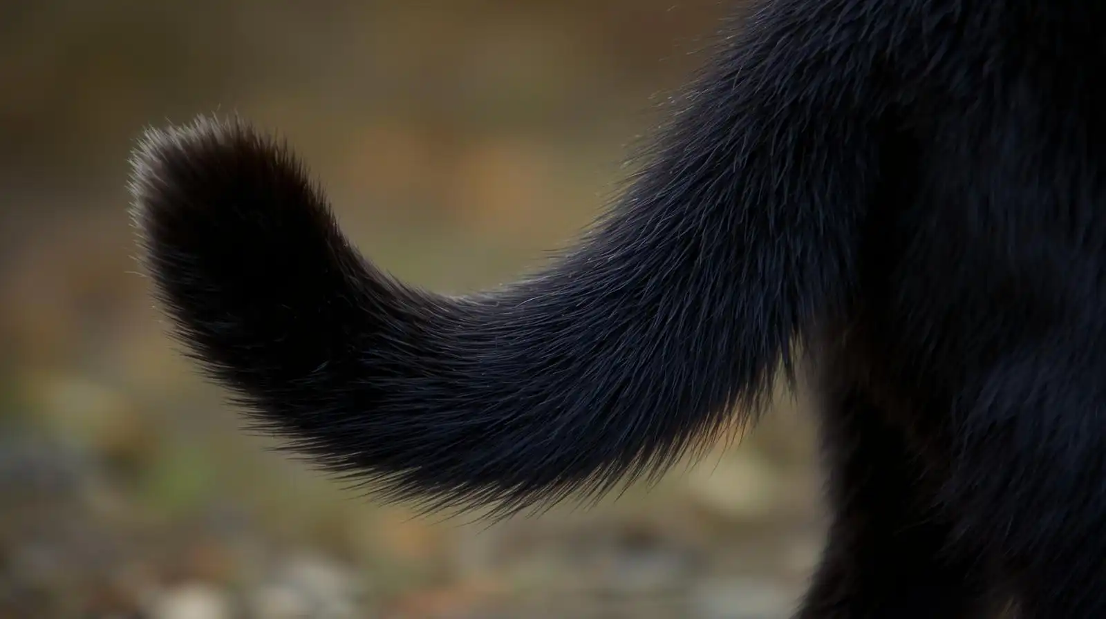 Rüyada Kedi Kuyruğu Görmek Ne Anlama Gelir?