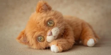 Rüyada Yavru Oyuncak Kedi Görmek Ne Anlama Gelir?