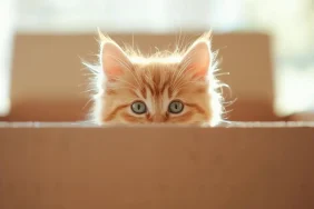 Rüyada Sarman Kedi Görmek Ne Anlama Gelir?