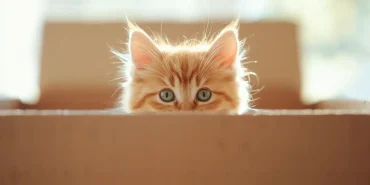 Rüyada Sarman Kedi Görmek Ne Anlama Gelir?