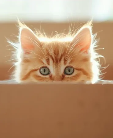 Rüyada Sarman Kedi Görmek Ne Anlama Gelir?