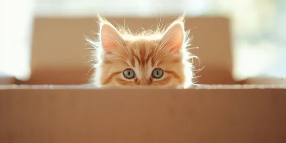 Rüyada Bir Yavru Kedi Görmek Ne Anlama Gelir?