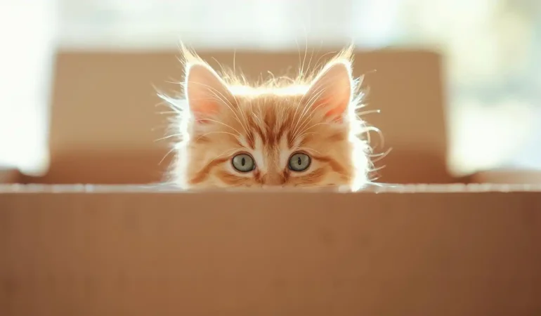 Rüyada Sarman Kedi Görmek Ne Anlama Gelir?